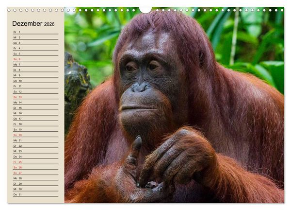 Produktbild: Regenwald. Tiere im Dschungel (Wandkalender 2026 DIN A3 quer), CALVENDO Monatskalender