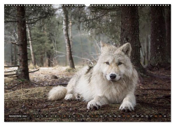 Produktbild: Les p'tits loups gris (Calendrier mural 2026 DIN A2 vertical) calendrier de bureau