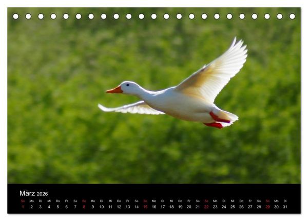 Produktbild: Duck Power (Tischkalender 2026 DIN A5 quer), CALVENDO Monatskalender