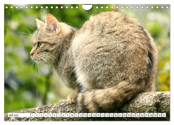 Produktbild: Wildkatzen - Die lautlosen J&auml;ger des Waldes (Wandkalender 2026 DIN A4 quer), CALVENDO Monatskalender