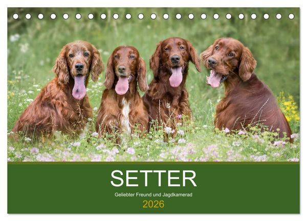 Setter - Geliebter Freund und Jagdkamerad (Tischkalender 2026 DIN A5 quer), CALVENDO Monatskalender