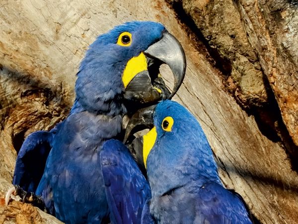 Produktbild: CALVENDO Puzzle Hyazinth-Aras (Anodorhynchus hyacinthinus) | 1000 Teile Lege-Gr&ouml;&szlig;e 64x48cm Foto-Puzzle f&uuml;r gl&uuml;ckliche Stunden