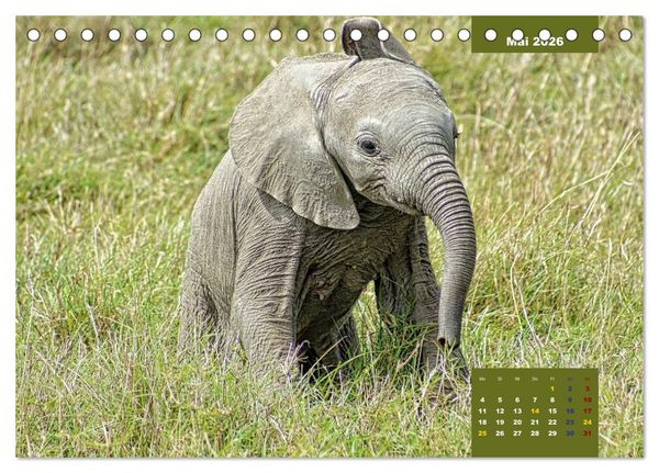 Produktbild: E wie Elefanten - verspielt und schn&uuml;ssig (Tischkalender 2026 DIN A5 quer), CALVENDO Monatskalender