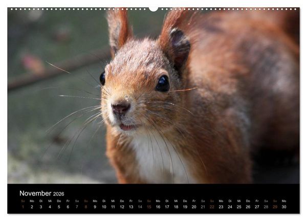 Produktbild: Eichh&ouml;rnchen (hochwertiger Premium Wandkalender 2026 DIN A2 quer), Kunstdruck in Hochglanz