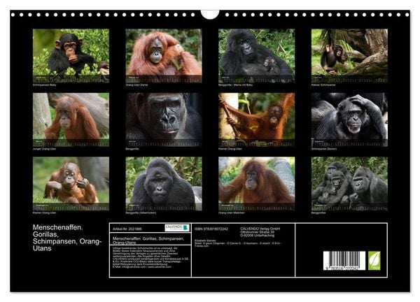 Produktbild: Menschenaffen. Gorillas, Schimpansen, Orang-Utans (Wandkalender 2026 DIN A3 quer), CALVENDO Monatskalender