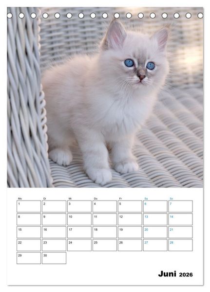 Produktbild: Heilige Birma Kitten - s&uuml;&szlig;e kleine Flauschb&auml;llchen (Tischkalender 2026 DIN A5 hoch), CALVENDO Monatskalender