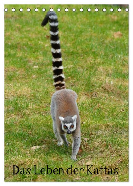 Das Leben der Kattas (Tischkalender 2026 DIN A5 hoch), CALVENDO Monatskalender