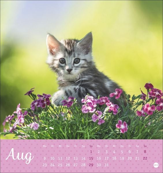 Produktbild: Katzen Postkartenkalender Kleine Tiger 2027