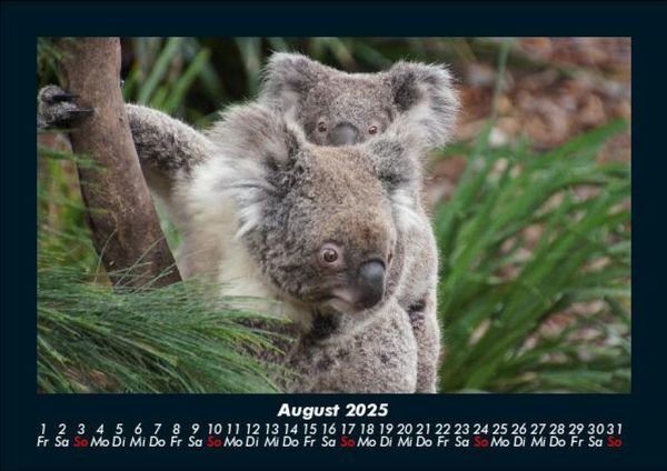 Produktbild: Koala 2025 Fotokalender DIN A5