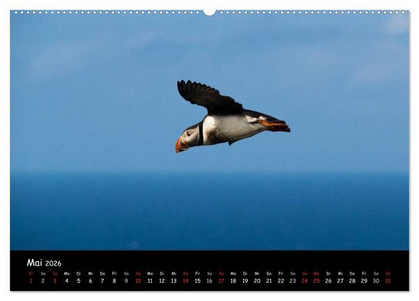 Produktbild: Die Papageientaucher von Mykines (Wandkalender 2026 DIN A2 quer), CALVENDO Monatskalender