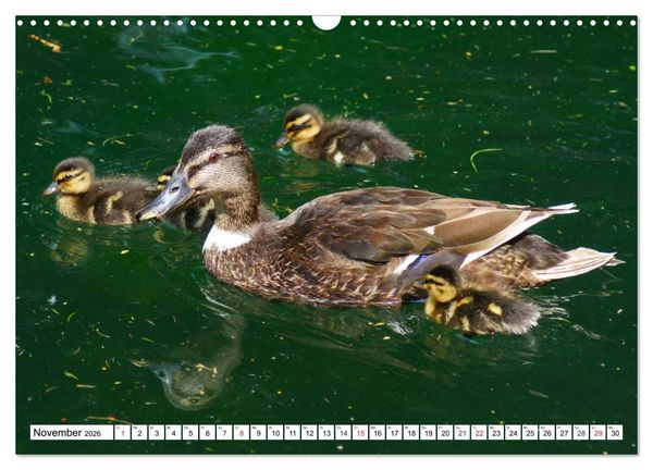 Produktbild: Niedliche Entenk&uuml;ken (Wandkalender 2026 DIN A3 quer), CALVENDO Monatskalender