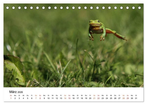 Produktbild: Besucher im Garten - Laubfr&ouml;sche (Tischkalender 2026 DIN A5 quer), CALVENDO Monatskalender