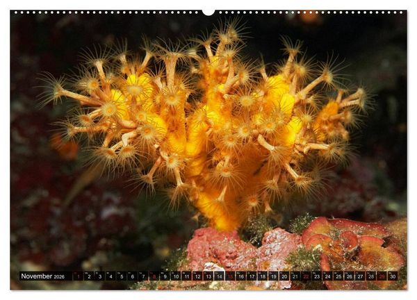 Produktbild: Impressionen tropischer Meere (Wandkalender 2026 DIN A2 quer), CALVENDO Monatskalender