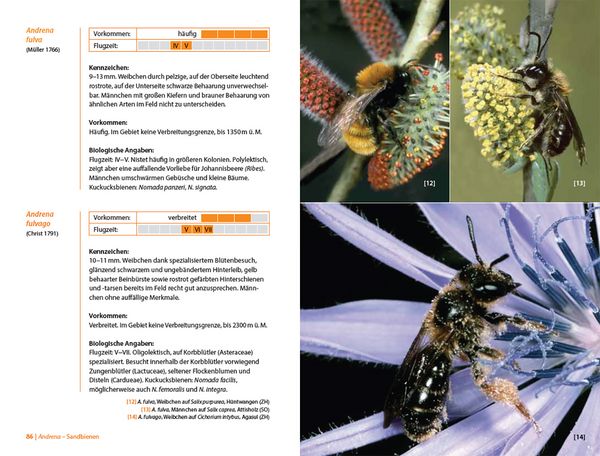 Produktbild: Bienen Mitteleuropas