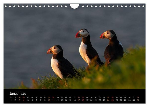 Produktbild: Welt der Papageitaucher (Wandkalender 2026 DIN A4 quer), CALVENDO Monatskalender