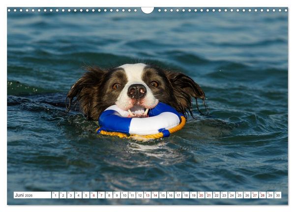 Produktbild: Border Collie - Das Universalgenie unter den Hunden (Wandkalender 2026 DIN A3 quer), CALVENDO Monatskalender