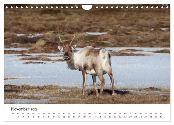 Produktbild: Rentiere (Wandkalender 2026 DIN A4 quer), CALVENDO Monatskalender