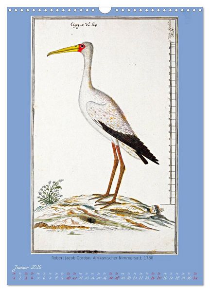 Produktbild: V&ouml;gel des s&uuml;dlichen Afrika (Wandkalender 2026 DIN A3 hoch), CALVENDO Monatskalender