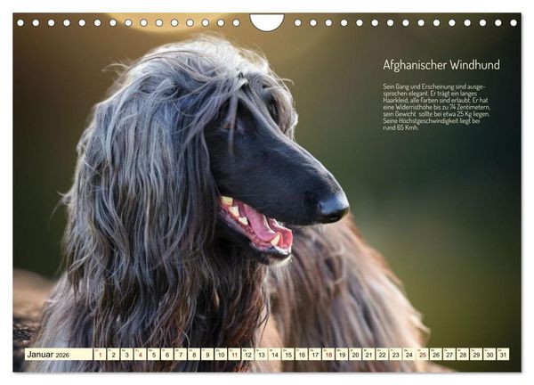 Produktbild: Windhunde im Portrait (Wandkalender 2026 DIN A4 quer), CALVENDO Monatskalender