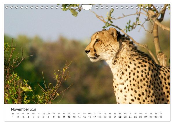 Produktbild: Botswana - Grandiose Wildnis (Wandkalender 2026 DIN A4 quer), CALVENDO Monatskalender