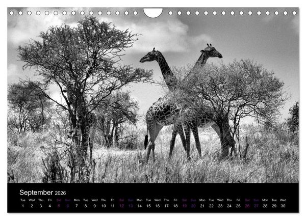 Produktbild: East Africa - Tanzania and Kenya / UK-Version (Wall Calendar 2026 DIN A4 landscape), CALVENDO 12 Month Wall Calendar