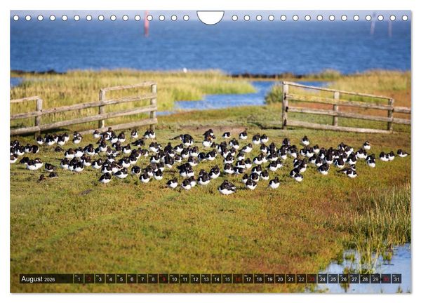 Produktbild: Pellworm 2026 (Wandkalender 2026 DIN A4 quer), CALVENDO Monatskalender