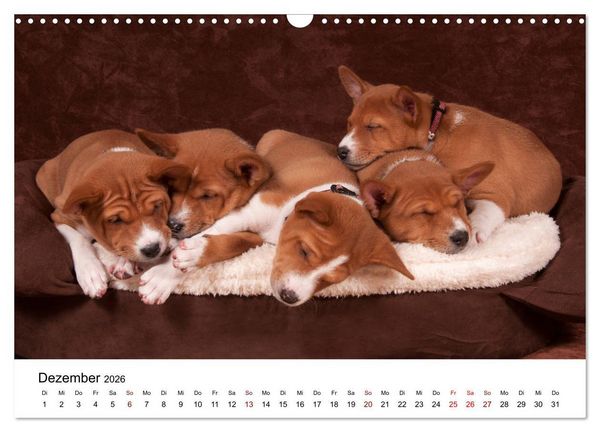 Produktbild: S&uuml;&szlig;e Basenji-Kinder (Wandkalender 2026 DIN A3 quer), CALVENDO Monatskalender