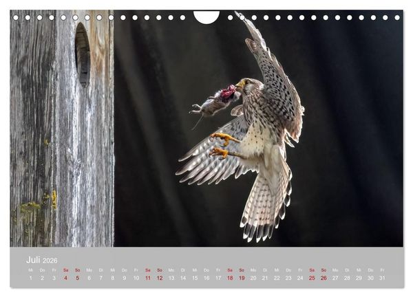 Produktbild: Augen auf - versteckte Tierwelt (Wandkalender 2026 DIN A4 quer), CALVENDO Monatskalender