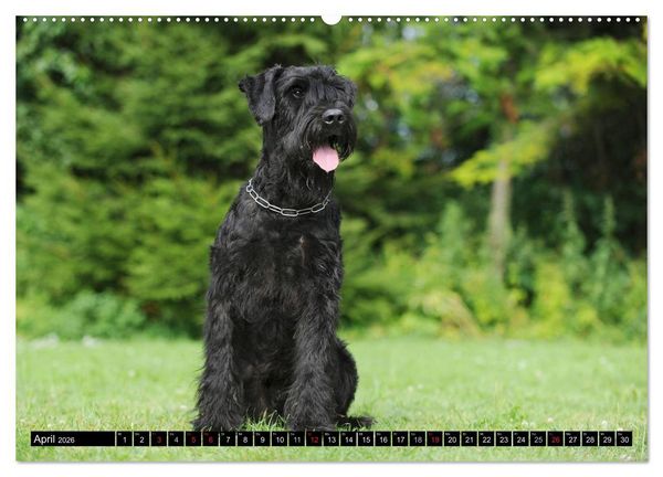 Produktbild: Treuer Freund Riesenschnauzer (Wandkalender 2026 DIN A2 quer), CALVENDO Monatskalender