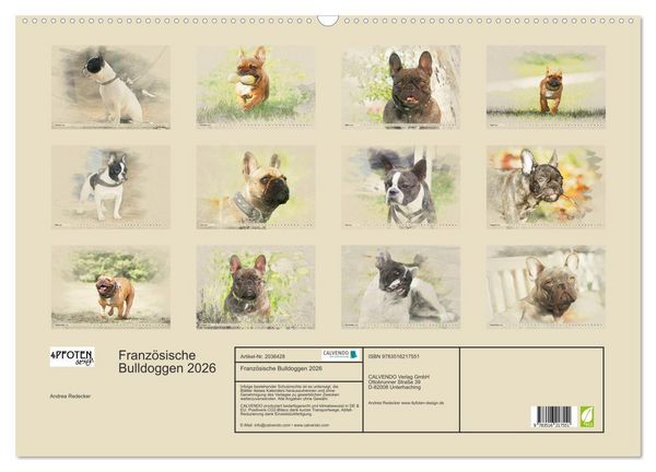 Produktbild: Franz&ouml;sische Bulldoggen 2026 (Wandkalender 2026 DIN A2 quer), CALVENDO Monatskalender