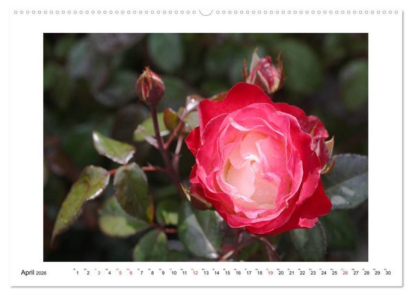 Produktbild: Rosengl&uuml;ck (hochwertiger Premium Wandkalender 2026 DIN A2 quer), Kunstdruck in Hochglanz
