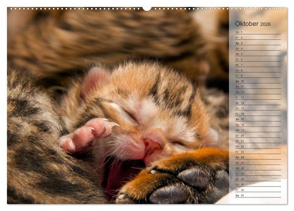 Produktbild: Die Bengalkatze. Edition Jungtiere (Wandkalender 2026 DIN A2 quer), CALVENDO Monatskalender
