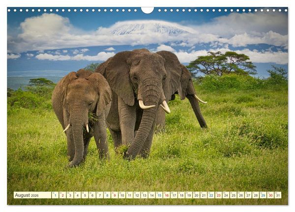 Produktbild: Die Riesen der Savanne (Wandkalender 2026 DIN A3 quer), CALVENDO Monatskalender
