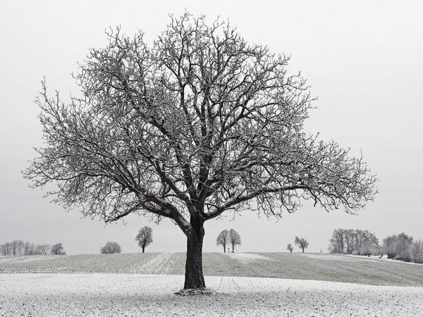 Produktbild: CALVENDO Puzzle Dezember | 1000 Teile Lege-Gr&ouml;&szlig;e 64x48cm Foto-Puzzle f&uuml;r gl&uuml;ckliche Stunden