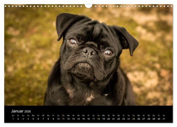 Produktbild: Diesel, der schwarze Mops (Wandkalender 2026 DIN A3 quer), CALVENDO Monatskalender