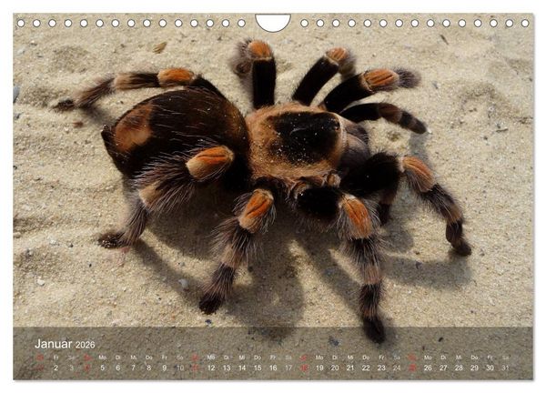 Produktbild: Faszination Spinnen (Wandkalender 2026 DIN A4 quer), CALVENDO Monatskalender
