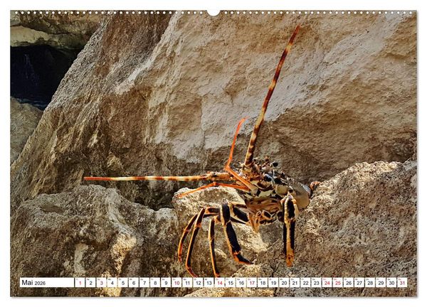 Produktbild: Strandgut Szenen (hochwertiger Premium Wandkalender 2026 DIN A2 quer), Kunstdruck in Hochglanz