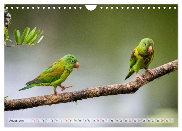 Produktbild: Phantastische Vogelwelt Costa Rica (Wandkalender 2026 DIN A4 quer), CALVENDO Monatskalender