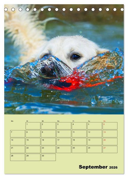 Produktbild: Jahresplaner Golden Retriever (Tischkalender 2026 DIN A5 hoch), CALVENDO Monatskalender