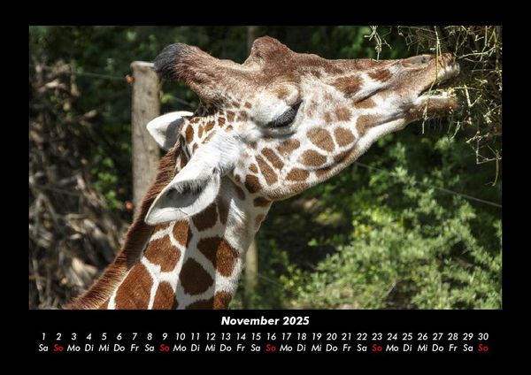 Produktbild: Giraffen 2025 Fotokalender DIN A3