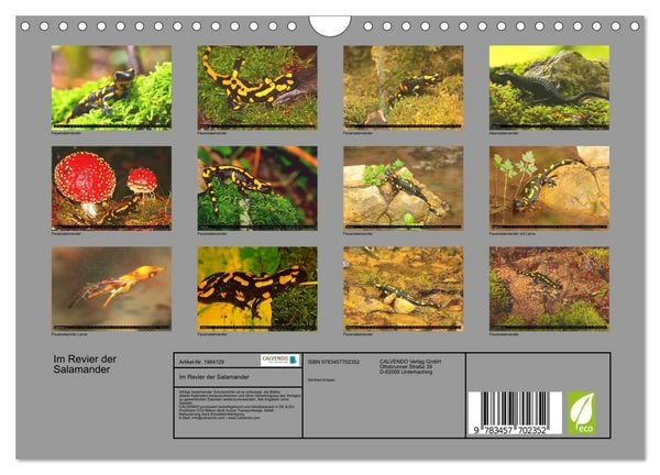 Produktbild: Im Revier der Salamander (Wandkalender 2026 DIN A4 quer), CALVENDO Monatskalender
