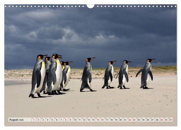 Produktbild: Pinguine der Falkland Inseln (Wandkalender 2026 DIN A3 quer), CALVENDO Monatskalender
