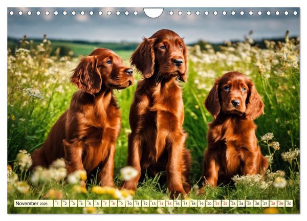 Produktbild: Irish Setter - pure grace (Wall Calendar 2026 DIN A4 landscape), CALVENDO 12 Month Wall Calendar