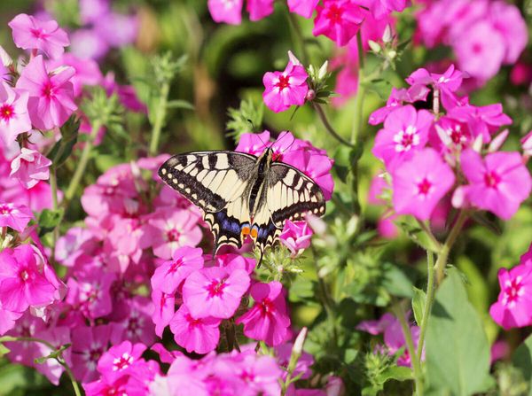 Produktbild: CALVENDO Puzzle Phlox | 2000 Teile Lege-Gr&ouml;&szlig;e 90x67cm Foto-Puzzle f&uuml;r gl&uuml;ckliche Stunden