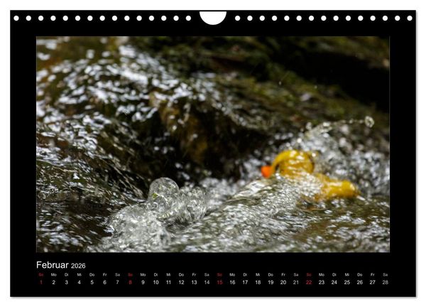 Produktbild: Enten-Rennen (Wandkalender 2026 DIN A4 quer), CALVENDO Monatskalender