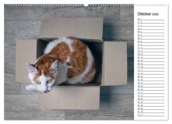 Produktbild: Karton Katzen (hochwertiger Premium Wandkalender 2026 DIN A2 quer), Kunstdruck in Hochglanz