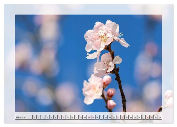 Produktbild: Jeden Monat in der Natur (Tischkalender 2026 DIN A5 quer), CALVENDO Monatskalender