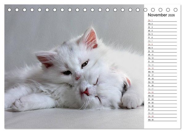 Produktbild: Aus der Kinderstube der Perserkatze (Tischkalender 2026 DIN A5 quer), CALVENDO Monatskalender