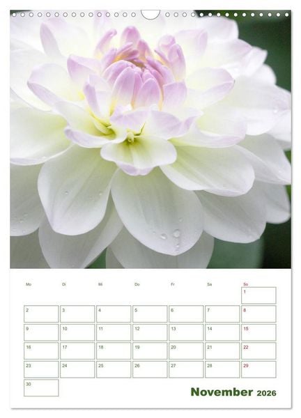 Produktbild: Wei&szlig;e Bl&uuml;ten im Gr&uuml;nen (Wandkalender 2026 DIN A3 hoch), CALVENDO Monatskalender