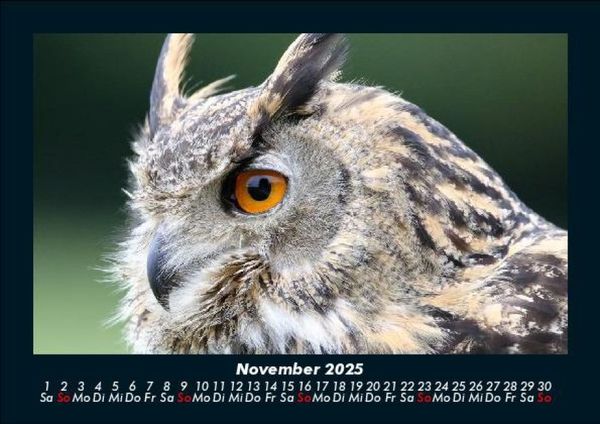 Produktbild: Tiere in der Wildnis 2025 Fotokalender DIN A5